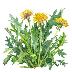 vegetable - Luscious.Dandelion greens.illustration ,.watercolor