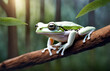 A frog sits on a log in a tropical environment wildlife photography
