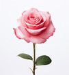 A pink rose isolated on a white background