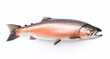 A pink salmon isolated on a white background