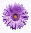 A purple flower isolated on a white background