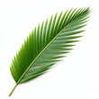 Big palm leaf isolated on a white background