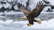 Birds of Prey Soar in the Sky: Eagle and Hawk in Flight