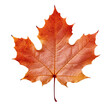 An autumnal leaf isolated on a transparent background