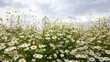 The field of daisies. Glade of daisies under the blue sky. White daisy in spring meadow.