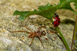 Nursery web spider watching a passing Seven-spot ladybird, climbing in Ground-ivy