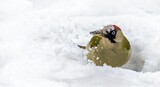 Fototapeta Londyn - Green woodpecker, female, looking for ants under the snow