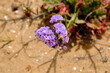 Fiore selvatico viola sulla spiaggia, macro