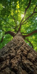 Wall Mural - green tall trees in the forest at summer sunny day 