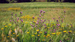 Campo d'erba con spighe e fiori in primavera