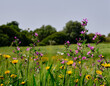 Campo d'erba con spighe e fiori in primavera