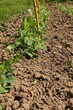 Young sprouts of pea vegetables, latin name Pisum Sativum, supported by stick from branch of willlow tree, planted in spring garden soil. 