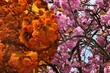 Detail of pink blossoming Japanese Cherry tree, latin name Prunus Serrulata, as seen normally and through special contrast enhancing orange eyewear lens.