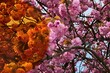 View of pink blossoming Japanese Cherry tree, latin name Prunus Serrulata, as seen normally and through special contrast orange eyewear lens.