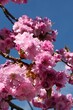 Pink blossoming branches of Japanese Cherry tree, latin name Prunus Serrulata, sunbathing in spring afternoon sunshine, blue skies with some clouds in background. 
