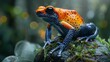  A vibrant Poison dart frog perched on a moss-covered rock, illuminated by soft morning sunlight filtering through the dense jungle canopy-05