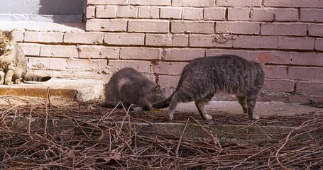 Wall Mural - Homeless three cats outside eat some food. 4k video.