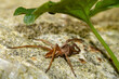 Nursery web spider on stone under leaf of Ground-ivy 