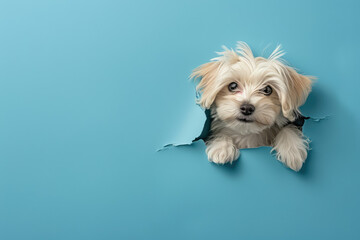 a dog is looking out of a blue paper