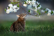 spring photo of a cat in a flowering tree, beautiful portraits of pets, a cat on a walk