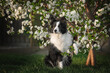 spring photos of a border collie in a flowering tree beautiful portraits of a smart dog