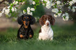 spring photos dachshund in a flowering tree beautiful portraits dog friendship