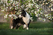 spring photos of a border collie in a flowering tree beautiful portraits of a smart dog