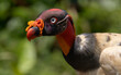 King vulture in Costa Rica 