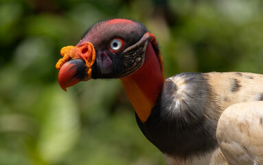 Poster - King vulture in Costa Rica 