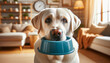 A white Labrador Retriever holding his food bowl in his mouth, looking expectantly as if he's hungry