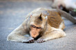 Rhesus macaque (Macaca mulatta) on the roads of Cambodia..