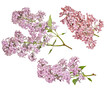 fine red lilac blossoming three branches with small green leaves