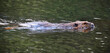 A close up portrait of an North American beaver swimming on the lake