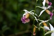 Greater swamp-orchid, Phaius tankervilleae
