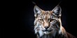 The muzzle of a  lynx on a black background at night minimalism AI generated