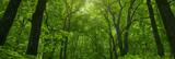 Fototapeta Krajobraz - a green forest