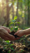 daughter hands in dad hands holding green young plant on nature background : concept of earth day or ecology
