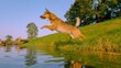 CLOSE UP: Agile brown dog launches itself from the grassy river bank into water