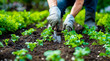 main en train de planter des salades - jardinage 