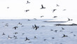  guillemots in flight with intentional camera movement