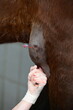 Notfallmäßige Behandlung einer Bursitis am Ellbogen eines braunen Pferdes