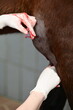 Notfallmäßige Behandlung einer Bursitis am Ellbogen eines braunen Pferdes