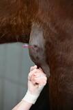 Fototapeta Psy - Notfallmäßige Behandlung einer Bursitis am Ellbogen eines braunen Pferdes