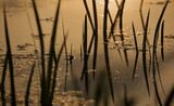 Fototapeta Paryż - Reeds at sunset with reflections in the water