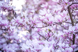 Fototapeta Tęcza - Kwitnąca magnolia