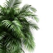 3D rendering of a realistic palm leaves shrub in the corner of the image, showcasing the intricate details of each leaf.