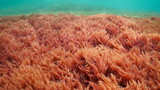Fototapeta Do akwarium - Red alga, harpoon weed Asparagopsis armata, underwater in the Atlantic ocean, natural scene, Spain, Galicia, Rias Baixas