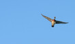 Male wood duck flies overhead, wings fully extended.