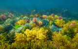 Fototapeta  - Seaweed with various colors underwater in the Atlantic ocean, natural scene, Spain, Galicia, Rias Baixas