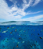 Fototapeta  - Shoal of fish underwater and blue sky with cloud, seascape in the Mediterranean sea, split view over and under water surface, natural scene, France